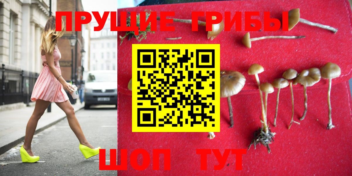 Псилоцибиновые грибы Psilocybine cubensis Тимашёвск